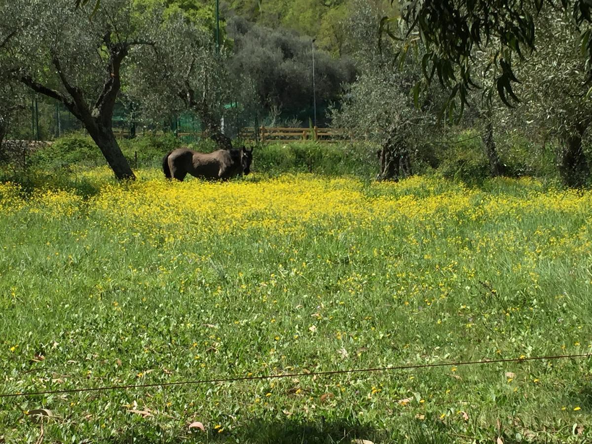 Agriturismo Ada Musso Ss Diano Borello Luaran gambar